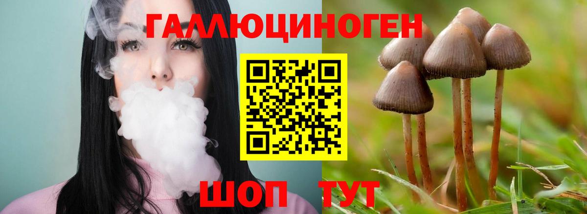 дарнет шоп  Вход с VPN  Псилоцибиновые грибы Psilocybine cubensis  Благодарный  Псилоцибиновые грибы Cubensis 
